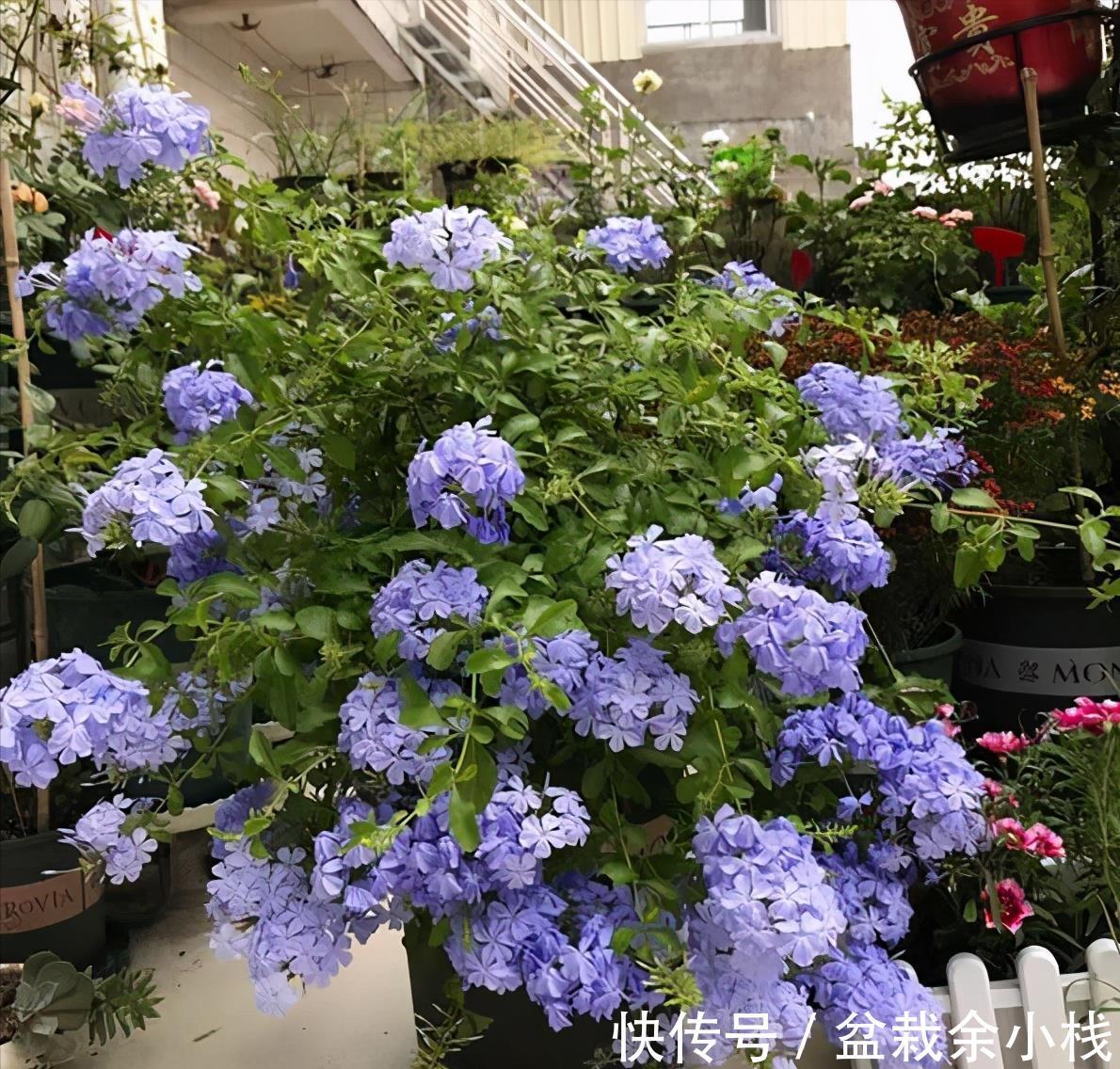 凌霄花|9种漂亮花,热不死晒不怕,开花大半年,没有病虫害,38度成花海
