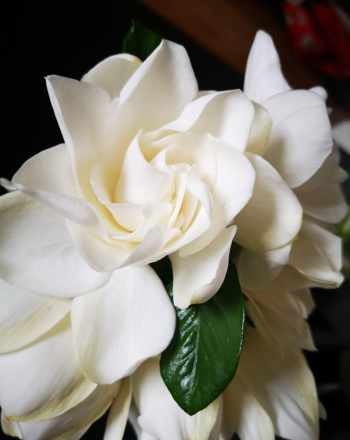 农村常见的花,摘下来还能做菜吃,味道比鸡肉还鲜美