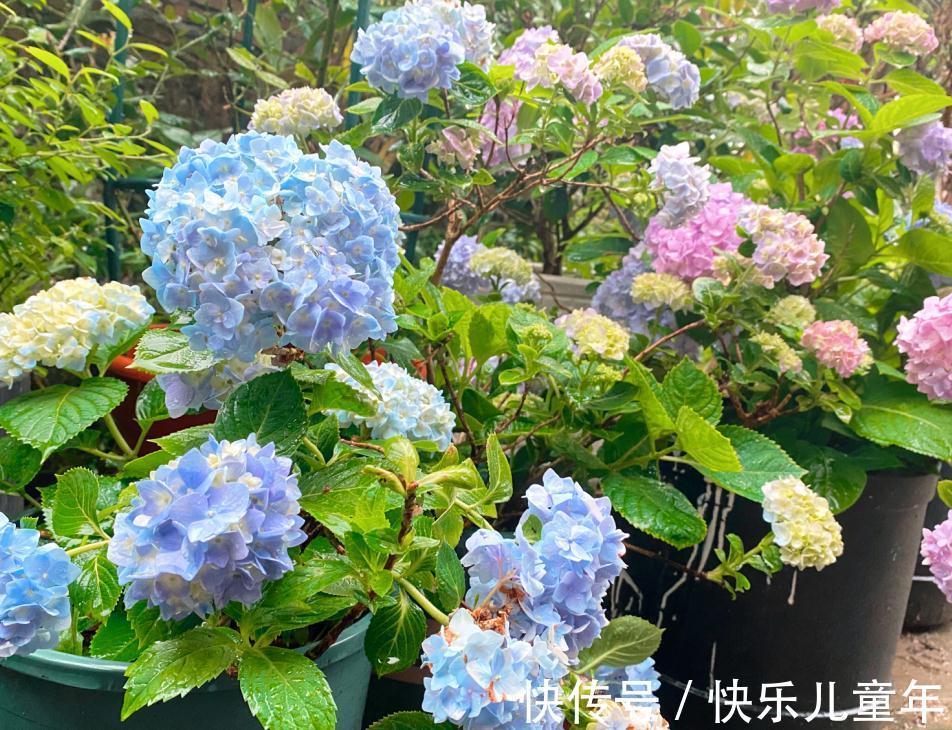 冬日室内盆栽绣球花,记不住这4点要求算白干