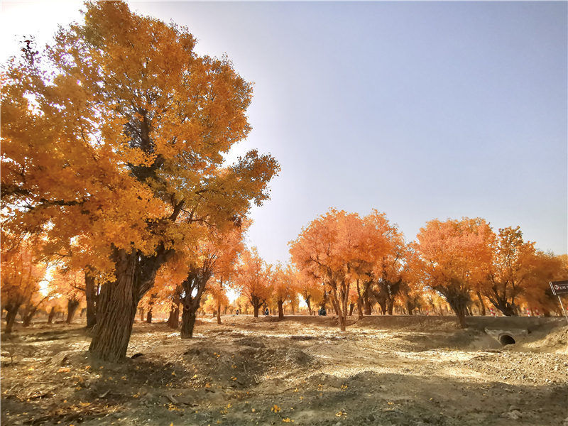 新疆|【新疆是个好地方】新疆：生态输水 胡杨美景入画来