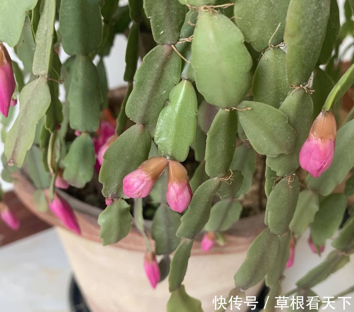 刘大娘养的蟹爪兰,10年时间,长成“蟹爪兰树”,开出花苞雨