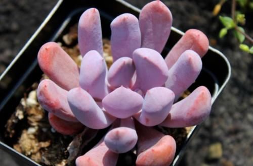 以爱神丘比特为名的多肉，不仅非常好养，养好了叶片还会变成心形