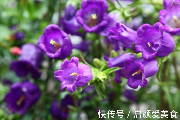 此花所代表的是对远方的祝福，是对恋人最温柔的爱，像小铃铛一样