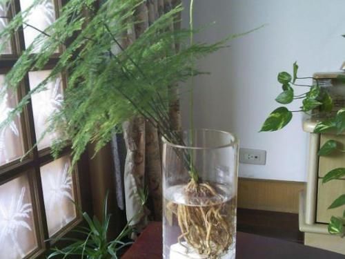 家庭养文竹，用对这3样东西，根叶越长越旺盛繁茂