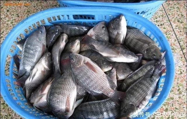 淡水鱼|淡水鱼介绍系列之(十)罗非鱼