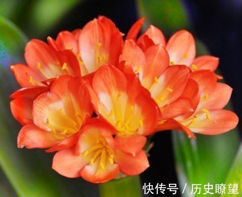 养君子兰的小妙招，年年开花爆盆，叶子整齐不倾斜，全年开花不断