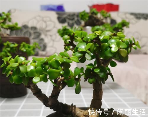 养金枝玉叶,年年都要剪,养成盆景价更高,越老越值钱