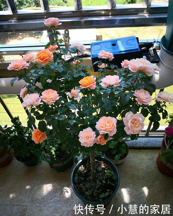 花期最长的果汁阳台 一树多色花 全年开不停 花多易爆盆 快资讯