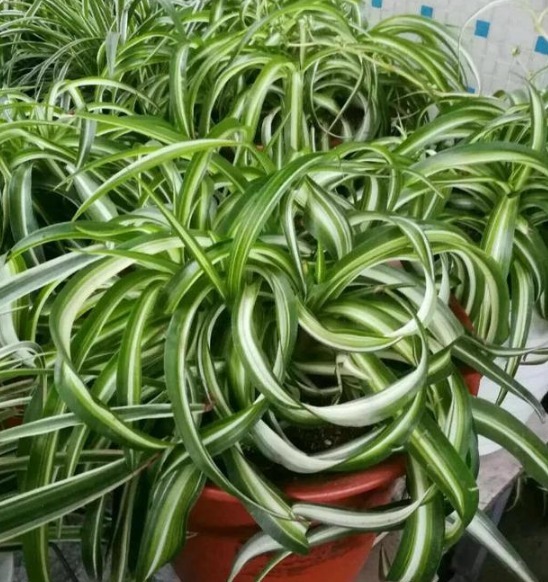 养好吊兰,学会3个方法,不干尖开花多,新芽呼呼冒,长满小吊兰