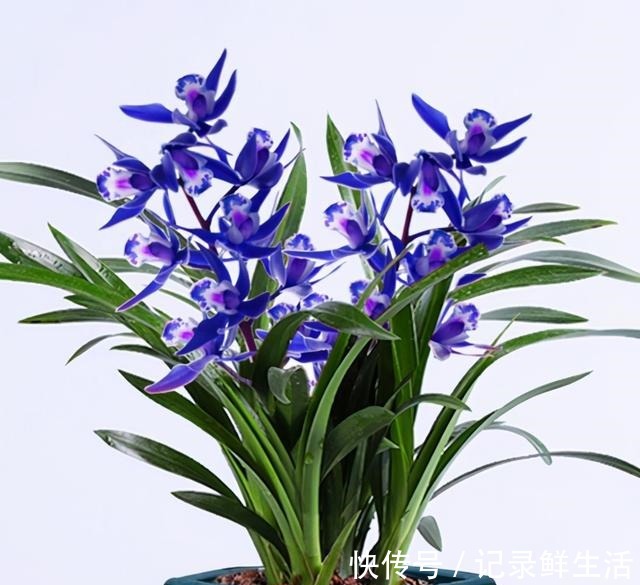 这款“蓝色”兰花,突然就火了,被誉为“活香水”,很多人没见过!