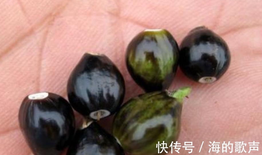 窗帘|小时候，它是做门帘、手链的材料，它叫“草珠子”，你还记得吗？