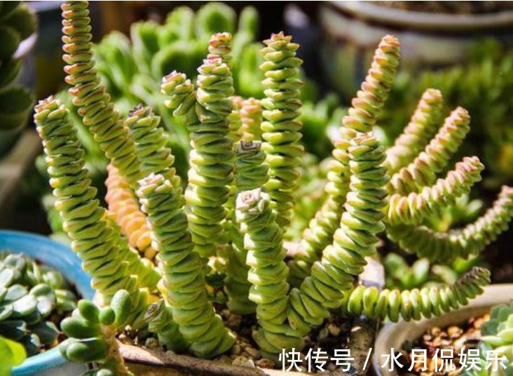 花人|懂花人都养“3种花”,长势喜人,旺宅旺事业,打理简单,寓意好