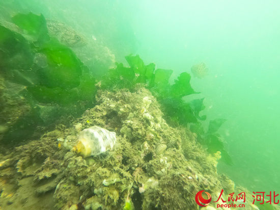 修复|【星辰大海】河北唐山：修复海洋生态系统 构筑“海上塞罕坝”