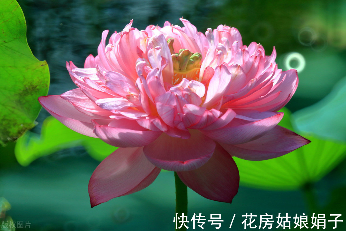 千瓣莲|珍品莲花，花开1000瓣，花色多变，花多少钱也得养上1缸