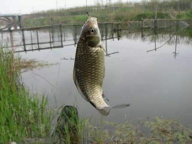 米饭钓鱼技巧很重要，用对了渔获不愁，用错了只能当“钓鱼空军”