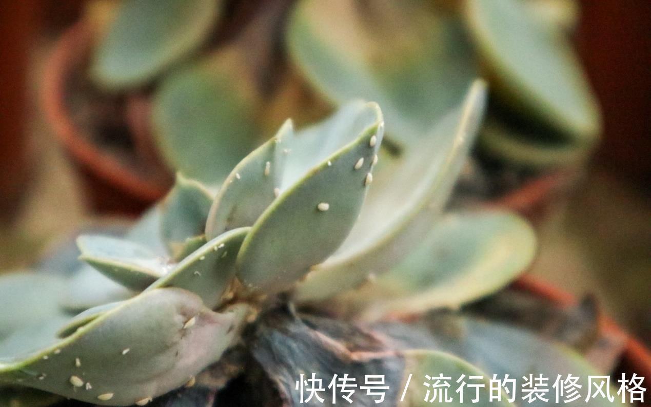 肥皂块|怎么消灭蚧壳虫?用这几种办法,既不会伤害花草又省钱高效