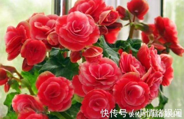 新手|养花不能有的5个“坏习惯”,新手要避免,看看你中了几条