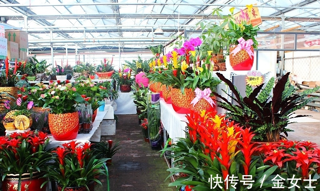 花友|擦亮眼睛,别被“花贩骗子”蒙蔽,轻易入手这4款植物