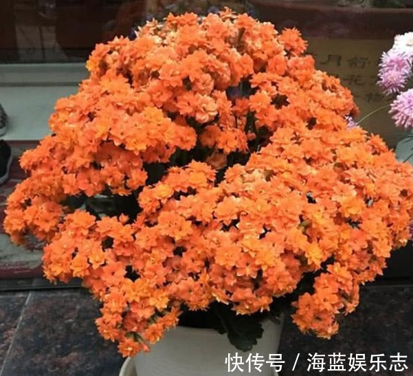 绿油油|长寿花不长还黄叶用3法急救,轻松解决,爆成大花球