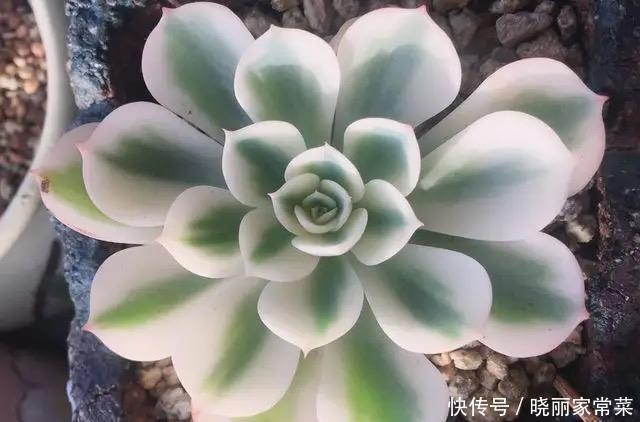 瓶瓶罐罐|养花很容易上瘾,一个“中毒太深”的花友自述,看完你还敢养花吗