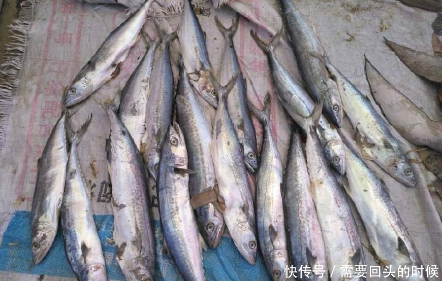 便宜|沿海农村大集上海鲜便宜到一块钱一斤,看到第五个,都不忍心吃了