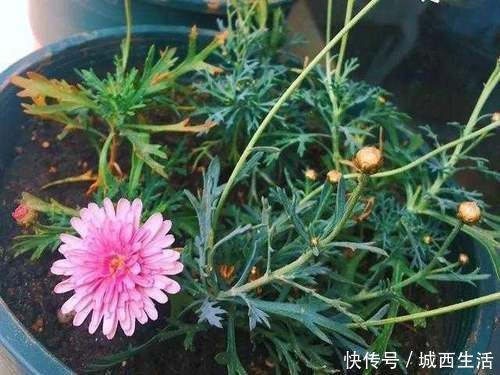 啤酒水|夏天浇花要注意,3种水扔了也别浇花,不然黄叶烂根,难过夏