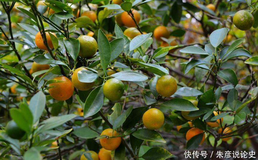 6种寓意好的植物,各有特色,你喜欢哪个?