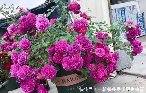 此花是世界名花,颜值超牡丹,香味胜茉莉,四季开花,是盆栽佳品