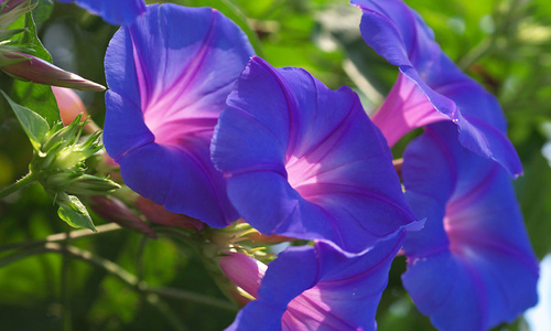 此花仅在白天的时候开花，就像是一个小喇叭一样，十分的鲜艳