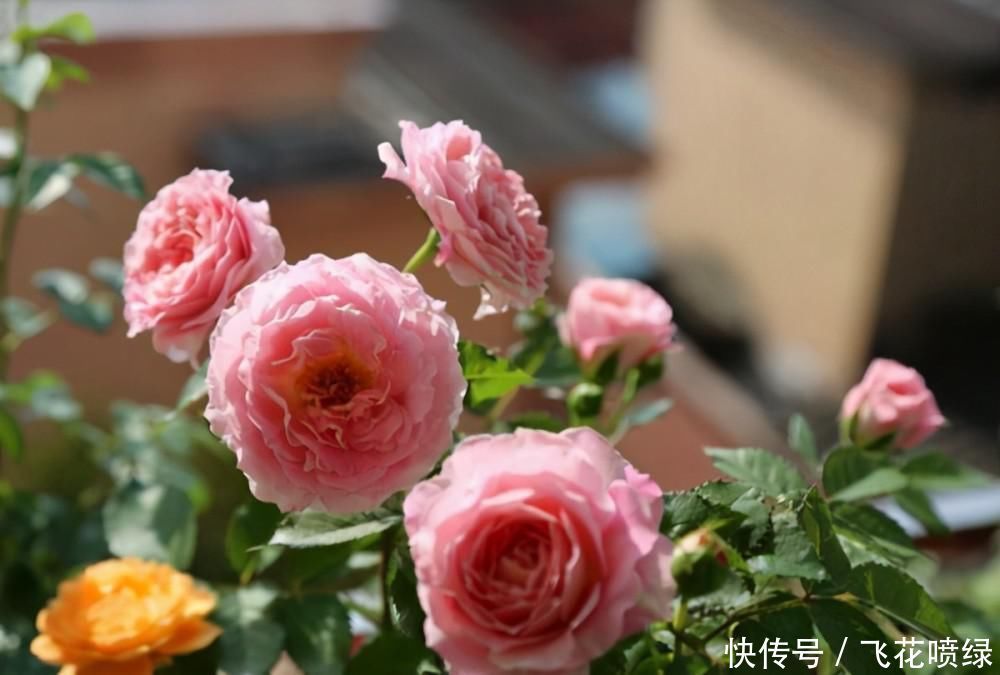 世界名花“海神王阳台月季”,阳台养一盆就够了,四季能开花