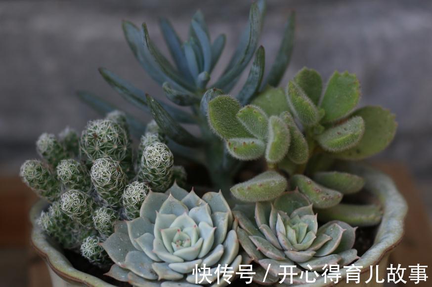 新手|新手的多肉养护知识,入坑肉肉的必看,让你的肉肉花开一串又一串
