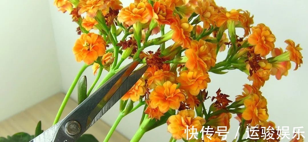 花朵|长寿花的花朵凋谢之后要怎么处理，来年才更好开花呢