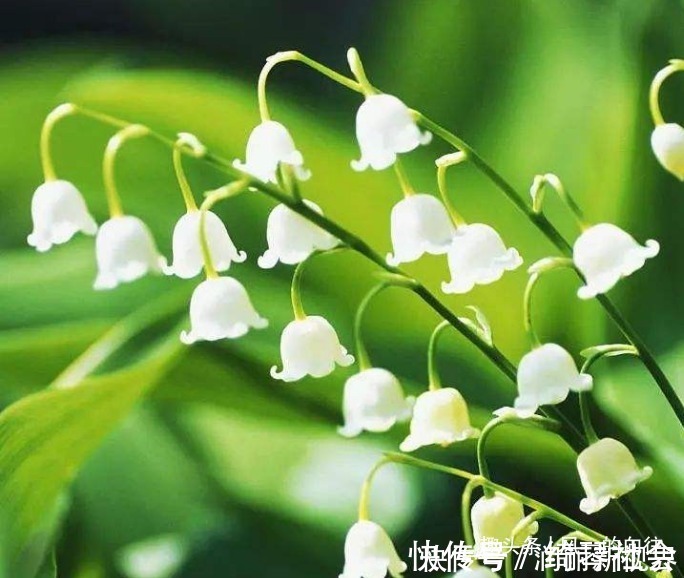 小铃铛|此花花姿绰约,宛如一串串洁白的小铃铛,散发着阵阵清雅的芳香