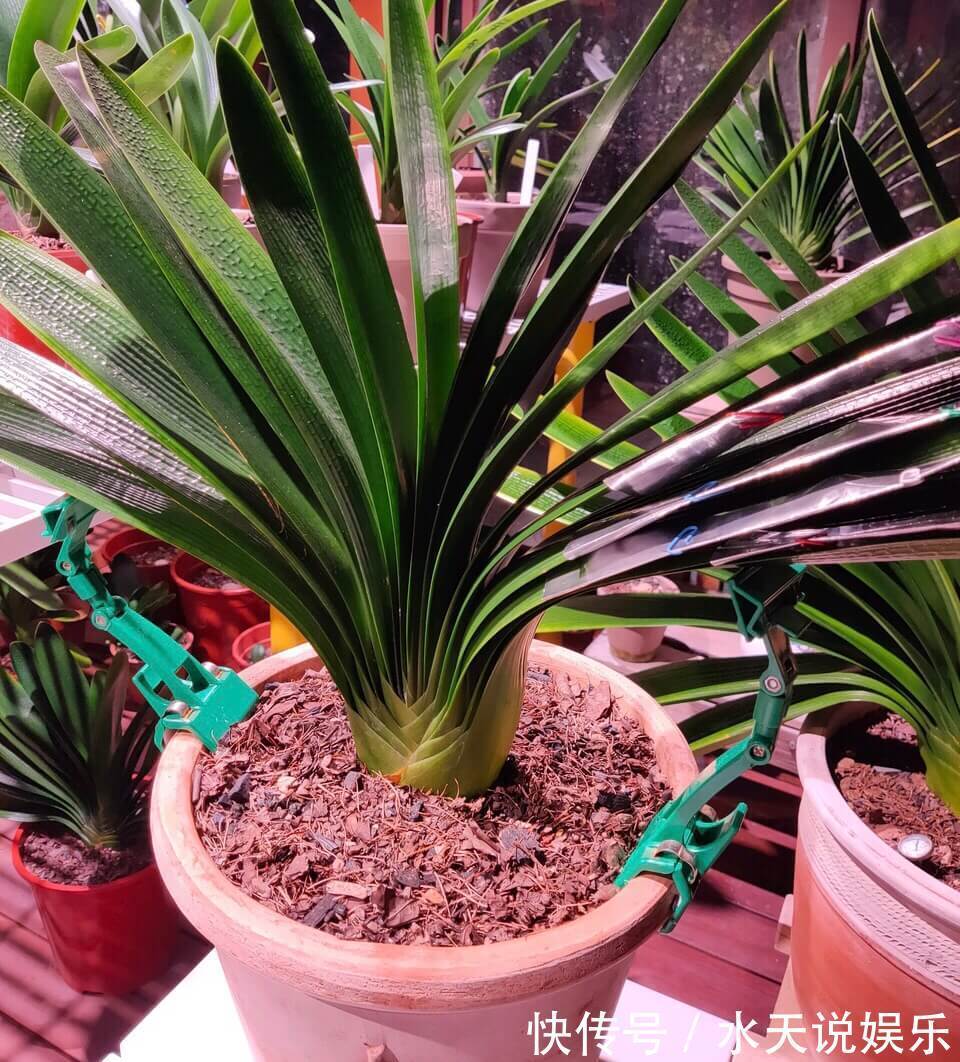 养君子兰2年，不长新叶和新芽，学好5招，蹭蹭长爆盆，一学就会