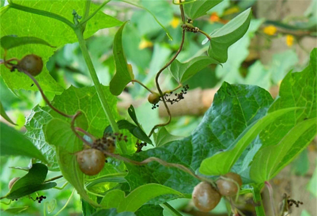 中含|会吃的人最健康,3种食物,增强体质,消除疲劳