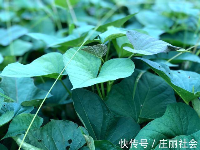 近视眼|霜降红薯甜如蜜,收完红薯叶子别乱扔,配上木耳炒一盘,特别美味