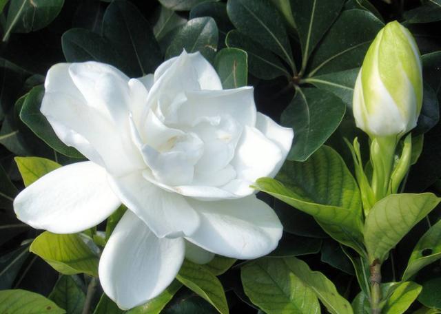 养护|栀子花开花了,花期养护注意几点,花期长而且不掉苞