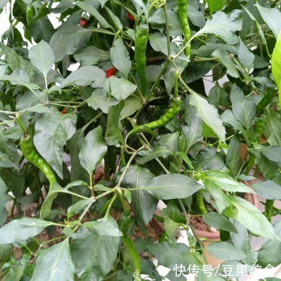 向幸福出发|今天做一道家常菜