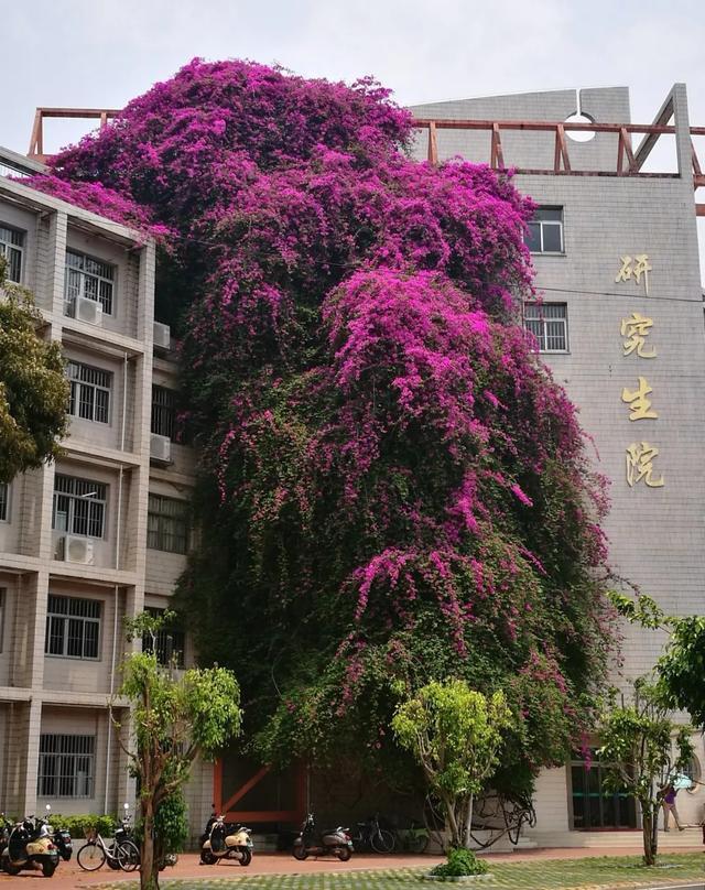 10种爬藤花，养了1种就停不下来！一开花就收不住，太好看了