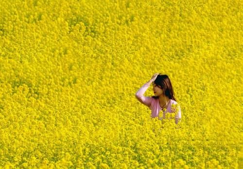 济南“小婺源”等你来！这些油菜花海，人少原生态，此时正美！