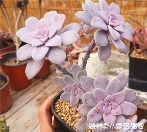 10款紫色系多肉，每一款都浪漫好养，养一盆“紫气东来”！