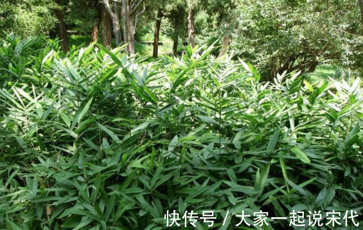 竹叶草|像竹子又不是竹子的野草,根部价比黄金,农民都了解可以制药!