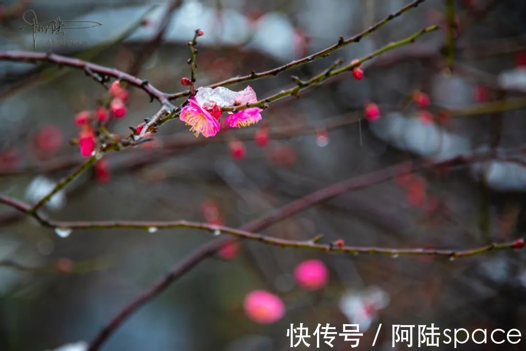 西溪|踏着雨雪寻梅，到西溪绿堤再合适不过，可惜花儿盛开还得等年后