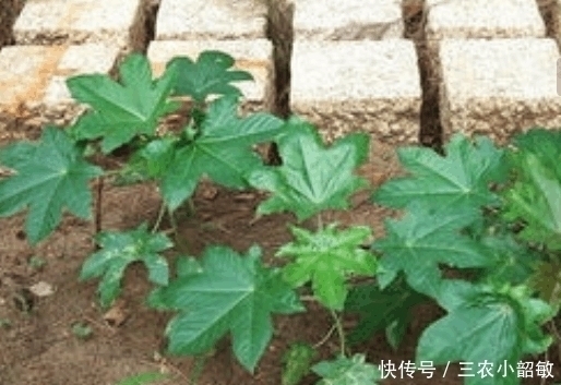 价值|农村这种野果浑身是刺, 农村娃见到就害怕, 可却不知道价值珍贵