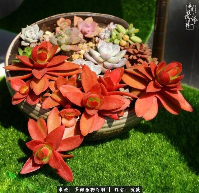 养了三年多肉，终于明白佛系养肉才是王道！