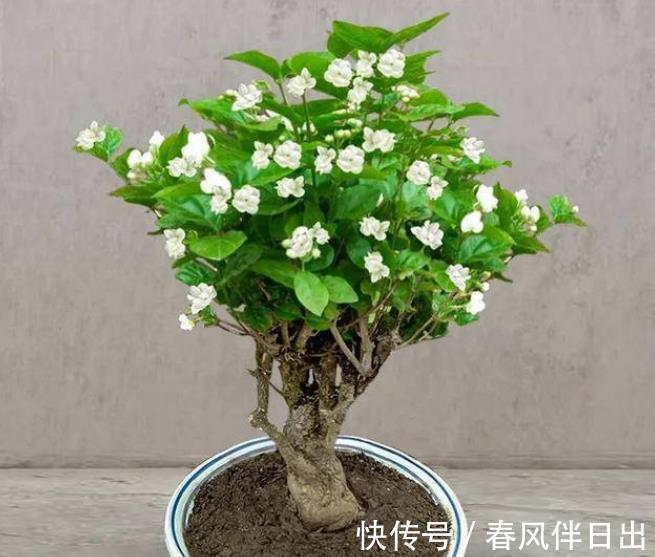 缺铁性黄叶|8月茉莉花长势旺，水肥充足生长进入“快车道”，绽放层叠群花
