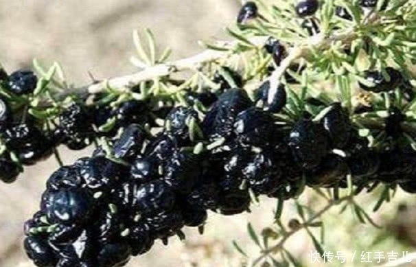 黑枸杞|农村罕见的野果,滋补肾脏不是一般的好,村民:不吃太亏了