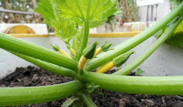 阳台种盆菜,比花还好看,结果还能吃,别提多美了