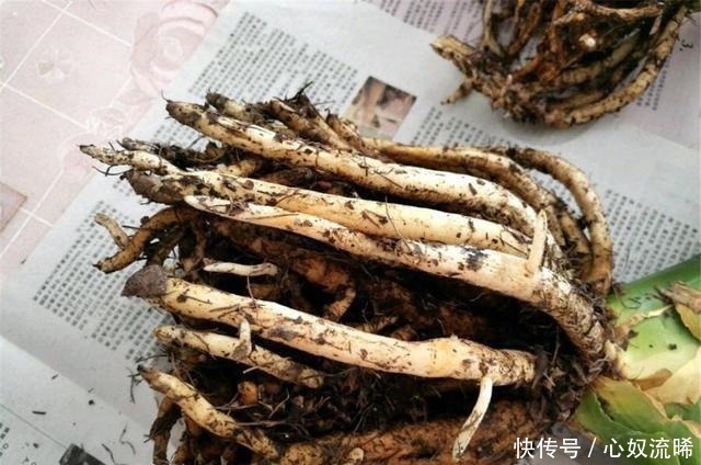 根系|给君子兰“喂点它”,7天猛窜白根,独苗变群兰,花大压弯枝!