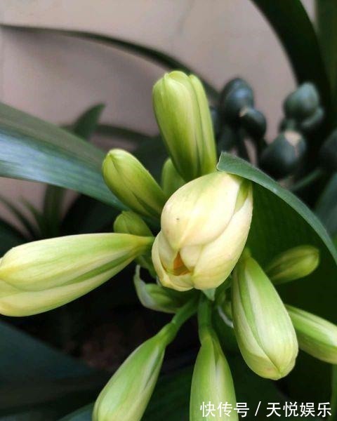 啤酒|给君子兰喝一种饮料,一年长6片叶片,闪亮发光